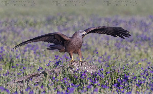 Black Kite (Milvus migrans) in a flower meadow, Castilla-La Mancha, Spain