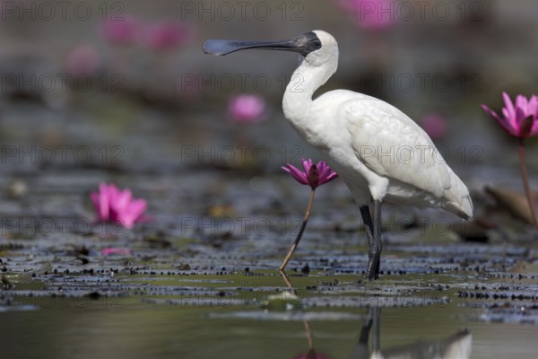Royal Spoonbill (Platalea regia) in a wetland area in Papua New Guinea