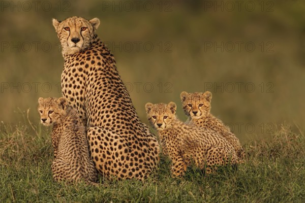 Cheetah (Acinonyx jubatus) female with 3 cubs, Masai Mara, Kenya