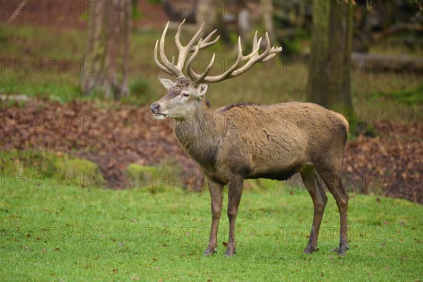 Stag with magnificent antlers standing majestically in an autumnal forest landscape, Red deer (Cervus elaphus), Hesse, Germany