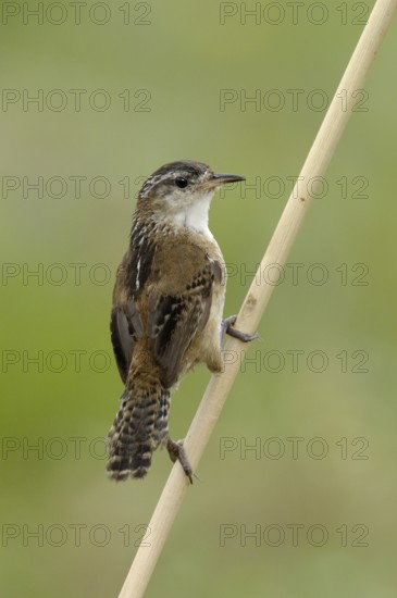 Marsh Wren (Cistothorus palustris), Texas, USA