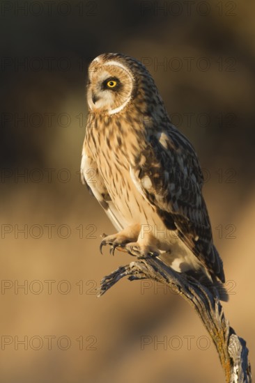 Short-eared Owl (Asio flammeus) perched on a branch, Idaho, USA