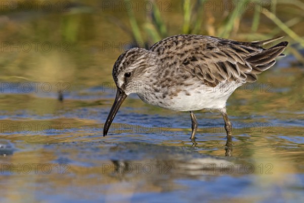 Marsh Sandpiper, (Calidris falcinellus), (Limicola falcinellus), animals, birds, wading bird from the genus Limicola, biotope, habitat, foraging, Middle East, Raysut, Salalah, Sohar, Oman