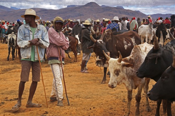 Cattle market, Madagascar, Ambalavao, Ambalavao, Madagascar