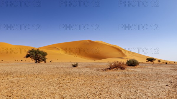 Small vegetation in the vast desert landscape with imposing dunes, The sand dunes of the Sahara in Algeria
