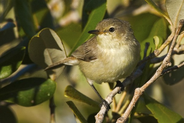 Dusky Gerygone (Gerygone tenebrosa) juvenile, Western Australia, Australia