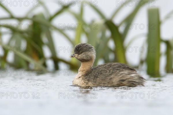 Hoary-headed Grebe (Poliocephalus poliocephalus), Victoria, Australia