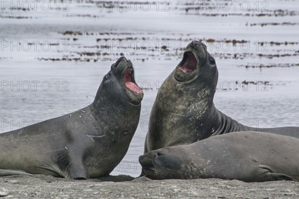 Animals, mammals, resting elephant seal, South Georgia, Antarctica