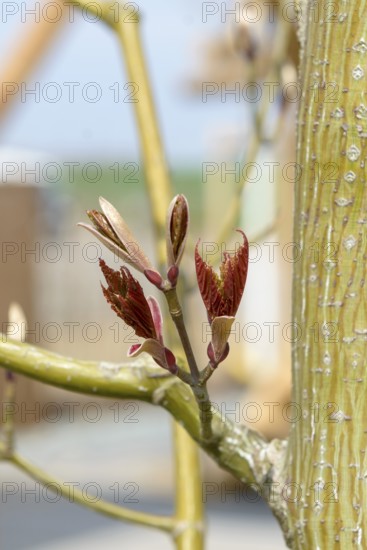 Kyushu Maple (Acer capillipes), State Garden Show, Germany