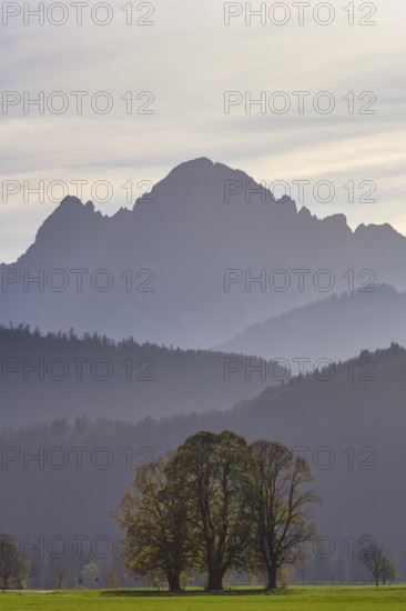 Bare tree in front of a misty mountain landscape in the morning light, near Schwangau, Allgäu, Swabia, Bavaria, Germany, Schwangau, Ostallgäu, Bavaria, Germany