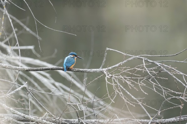 A vibrant kingfisher sits on a bare twig overlooking a serene, misty lake, displaying its vivid blue feathers amid a natural, tranquil scene