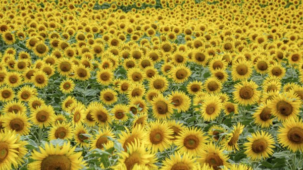 A vibrant field densely packed with blooming sunflowers, showcasing petals of yellow and rich brown centers