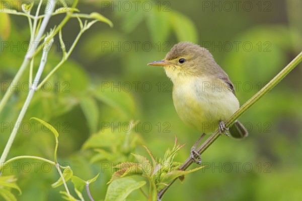 Orpheus warbler, (Hippolais polyglotta), Hypolaïs polyglotte, animals, birds, songbirds, reed warbler family, perch, biotope, habitat, branch, district Neustadt an der Weinstrass, Rhineland-Palatinate, Germany