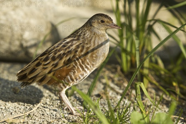 Corn Crake (Crex crex)