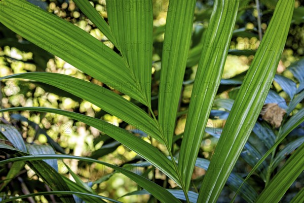 Dense tropical foliage with strong green leaves and sunrays in the background, Kentia palm (Howea forsteriana) in the jungle of Ratnapura in Sri Lanka