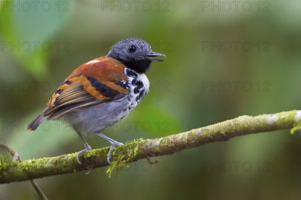 Spotted Antbird (Hylophylax naevioides) perched on a branch in Costa Rica, Central America