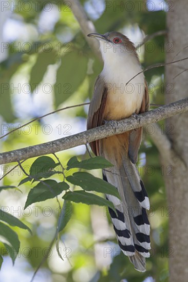 Great Lizard Cuckoo (Coccyzus merlini) perched on a branch in Cuba