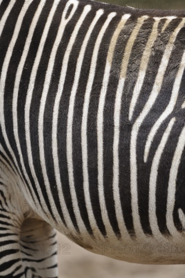 Close-up of zebra skin with high-contrast stripe pattern and soft texture, Grevyzebra (Equus grevyi), captive