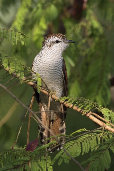 Banded Bay Cuckoo (Cacomantis sonneratii), Fang, Chiang Mai, Thailand