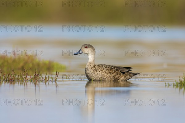 Grey Teal (Anas gracilis), Victoria, Australia