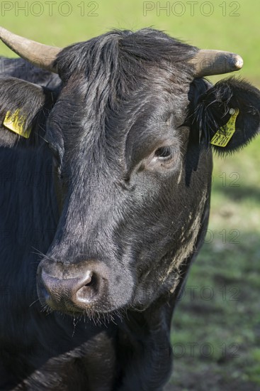 Portrait of a black cow, Franconia, Bavaria, Germany