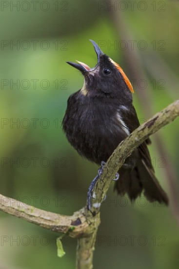 Flame-crested Tanager (Tachyphonus cristatus) perched on a branch in the Atlantic rainforest of southeast Brazil