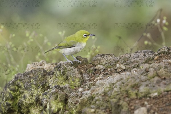 Japanese White-eye (Zosterops japonicus), Hawaii, USA