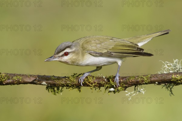 Red-eyed Vireo (Vireo olivaceus), Texas, USA