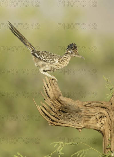 Greater Roadrunner (Geococcyx californianus), Arizona, USA