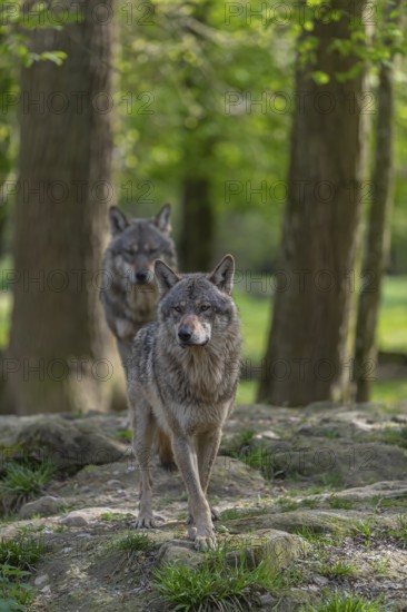 Two eurasian gray wolves (Canis lupus lupus) standing in an open forest, showing social behaviour. Rocks, logs and green vegetation in the background
