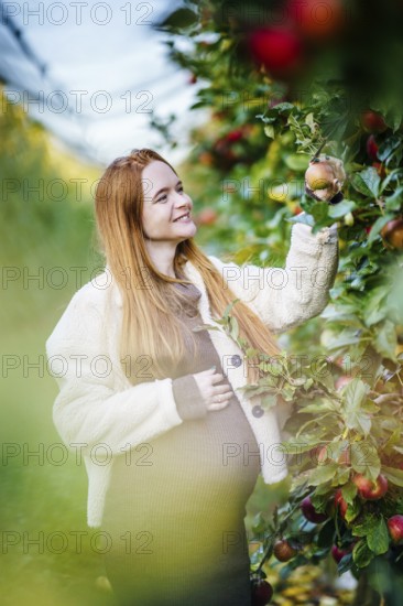 A beautiful pregnant woman with long red hair picks an apple in a sunlit orchard. She wears a cozy cream jacket and a warm smile, surrounded by vibrant fruits and greenery