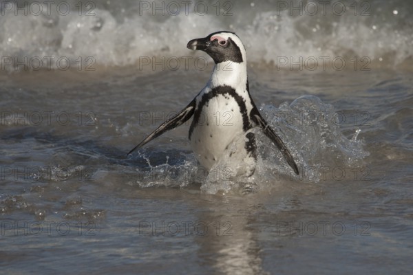 African Penguin (Spheniscus demersus) coming ashore, South Africa