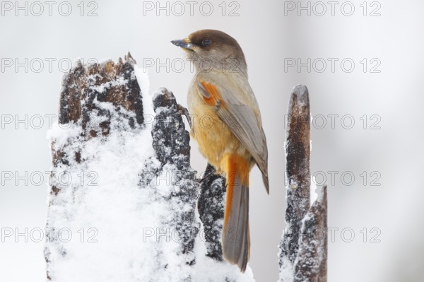 Siberian Jay (Perisoreus infaustus), Finland