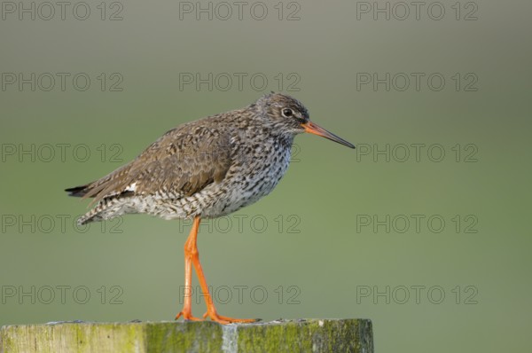 Rotschenkel (Tringa totanus), Redshank, Altvogel auf Sitzwarte, Mai, Nijkerk, Niederlande