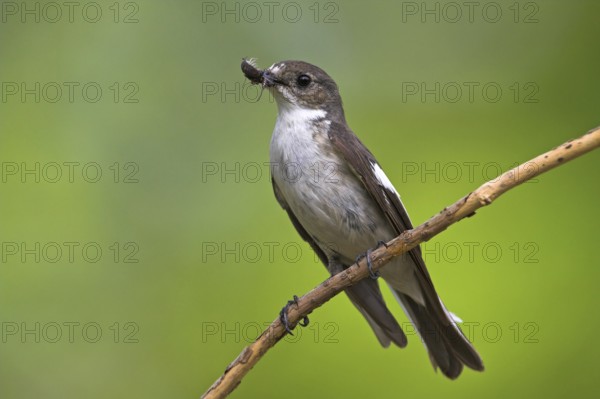European Pied Flycatcher (Ficedula hypoleuca) female, Rhineland-Palatinate, Germany