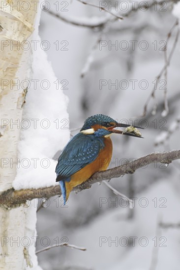 Common Kingfisher (Alcedo atthis), Lower Saxony, Germany