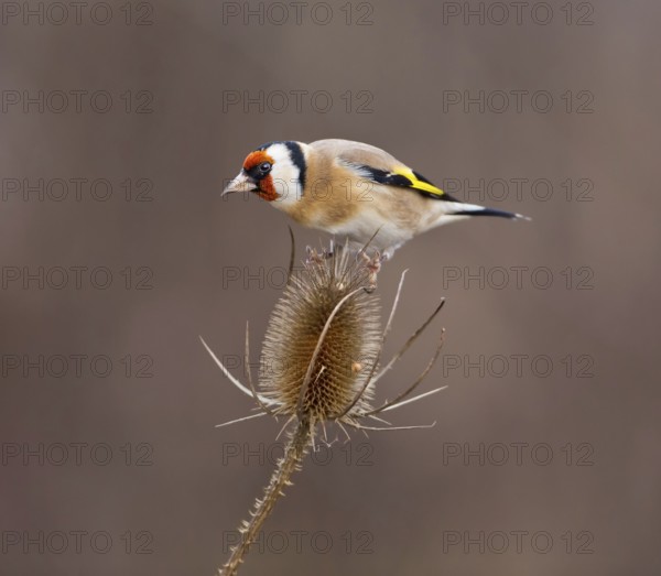 European Goldfinch (Carduelis carduelis), Saxony-Anhalt, Germany