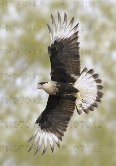 Northern Crested Caracara (Caracara cheriway) flying, Texas, USA