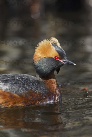Close up of Horned grebe (Podiceps auritus) in breeding plumage swimming in lake