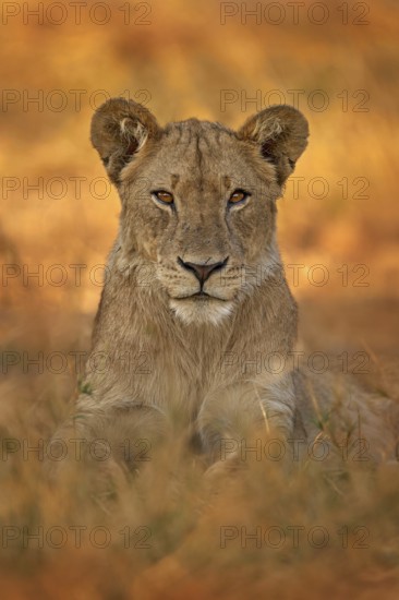 African lion the grass, with beautiful evening light. Wildlife scene from nature. Animal in the habitat. Safari in Africa. Big angry young lion Okavango delta, Botswana. Evening sunset