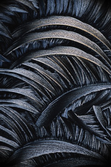 A detailed black and white photomicrograph showing the intricate patterns of salicylic acid microcrystals, resembling feathers or leaves