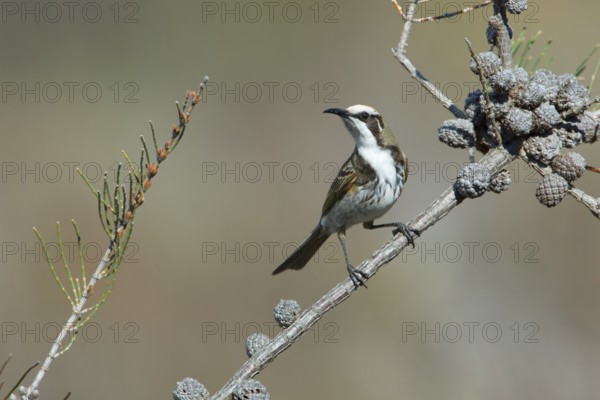Tawny-crowned Honeyeater (Gliciphila melanops), Victoria, Australia
