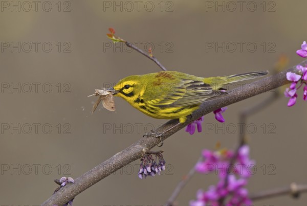 Prairie Warbler (Setophaga discolor) male with insect prey, Ohio, USA