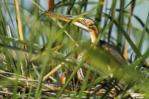 Purple Heron (Ardea purpurea) nest, Andalusia, Spain