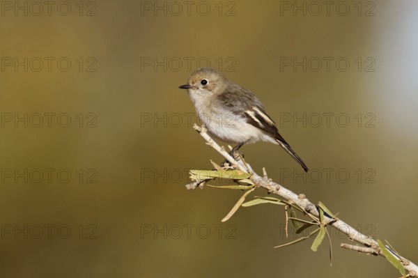 Red-capped Robin (Petroica goodenovii) female, Northern Territory, Australia