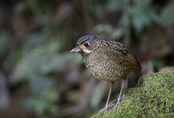 Variegated Antpitta (Grallaria varia), Atlantic rainforest, Brazil