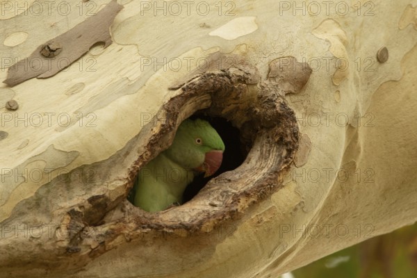 Alexandrine Parakeet (Psittacula eupatria) female peering out from nest hole, Hesse, Germany