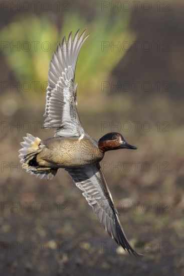 Green-winged Teal (Anas crecca) flying above a marsh in Victoria, BC, Canada