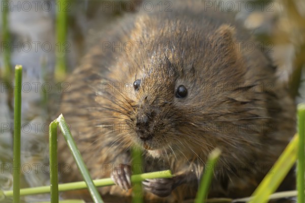 Water vole (Arvicola amphibius) adult rodent animal feeding on a reed stem in a pond in summer, RSPB Minsmere nature reserve, Suffolk, England, United Kingdom