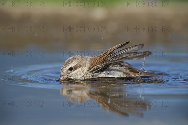 Red-backed Shrike (Lanius collurio) juvenile bathing, Aosta Valley, Italy